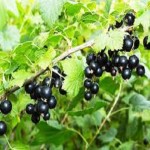 Currants Specifications and How to Buy in Bulk