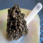 Price and Purchase Sturgeon Caviar with Complete Specifications