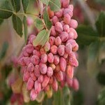 red pistachio kernels Price List Wholesale and Economical