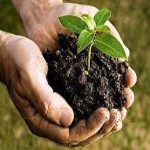 Nano organic fertilizers Specifications and How to Buy in Bulk