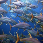 Yellowfin Tuna List Wholesale and Economical
