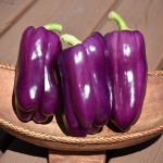 Purple Bell Pepper Buying Guide with Special Conditions and Exceptional Price