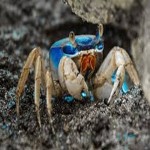 crab with Complete Explanations and Familiarization