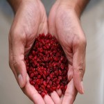 Purchase In bulk and The Importance of Barberry In Food