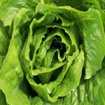Lettuce Price List Wholesale and Economical