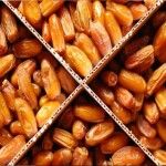 Bulk Purchase of Deglet Noor dates with the Best Conditions