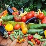 Price and purchase summer crops in qatar with complete specifications