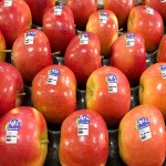 Price of Jazz Apple + Buy and Sell Wholesale Jazz Apple