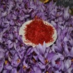 Saffron Flower Seed Purchase Price + Quality Testing
