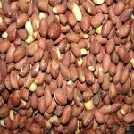 Kernel Peanut Seed Price