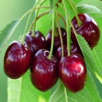 Sour Cherry Price in India