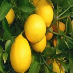 Meyer Lemon Price in India