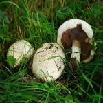 Volva Mushroom per Kilo Philippines; Edible Fungi Various Health Flavoring Benefits