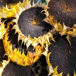 Sunflower Seeds Price per Quintal