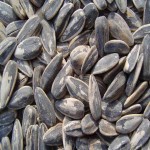 Sunflower Seeds per Ton 2023; Boost Your Immune System Virus-Fighting Abilities