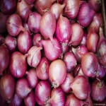Small Onion Today in Dindigul (Shallots) Milde Taste 2 Colors Yellow Red