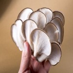 King Oyster Mushroom in Pakistan (King Trumpet) Thick Meaty Texture Long Lasting