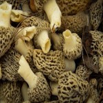 Morel Mushroom Price Per Pound