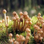 Matsutake Mushroom 2023; Brown Spots Firm Strong Smell
