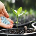 Ammonium Nitrate Fertilizer; Improves Soil Fertility Growth Agricultural Plants Products