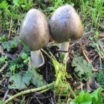 Volvariella Mushroom; Grey Color Cap Top Located Temperate Tropical Regions