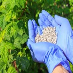 Dap Fertilizer; Available 3 Forms Liquid Powder Granular Strengthening Plants Roots