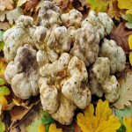 White Truffle Mushroom In India; Reduce Stress Relax Nerves Fight Cancer Cells