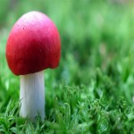 Red Mushroom (Ganoderma) Wild Condition Growing Contains No Cholesterol Healthy