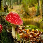 Volva Mushroom (Paddy Straw) Non Toxic Poisonous Species Fiber Source