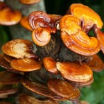 Reishi Mushroom in Nepal (Ganoderma lingzhi) Antioxidants improve heart health Lung Illnesses
