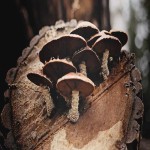 Shiitake Mushroom (Lentinula edodes) Range White Dark Brown Chinese Medicine