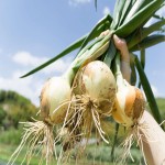 White Onion in Pakistan (Boiler Onions) Sweet Taste Contains Vitamin Calcium Fiber