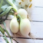 White Onion Today; Thin Papery Skin Bitter Taste Helps Heart