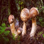 Matsutake Mushroom 2023 (Pine) Spicy Special Smell White Brown