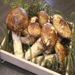 Matsutake Mushroom Per Pound 2023; Brown Peel Color Cinnamon Flavor Strong Aroma