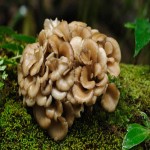 Maitake Mushroom per Kg; White Cap Rich Protein Medicine Use