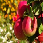 Apple Fruit 1Kg in Delhi; Antioxidants Minerals Source 3 Colors Green Yellow Red