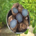 Black Turmeric Per Kg; Traditional Medicine Pain Reliever Treatment Digestive Disorders