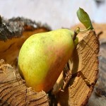 Carmen Pear in India; Italian Yellow Green Skin Red Spots Fruit