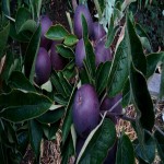 Purple Apple Fruit (Black Diamond) Thick Velvety Skin Sweet Tart Taste