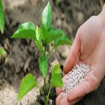 Bio Fertilizer in Sri Lanka; Organic Contains Manure Compost Plant Based Matter Crucial Vitamins