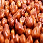 Zahidi Dates in Pakistan (Qasab) Nutty Crunchy Texture Rich Sweet Flavor