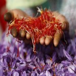 Kashmiri Saffron in Qatar; Red Color Crocin Safranal Substances Prevention Hair Loss