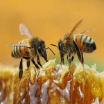 Wild Honey in China; Minerals Vitamins Antioxidant Content Antiviral Antifungal Antibacterial