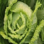 Chinese Cabbage; Soft Texture Vitamin K Relaxing Hydrating Nourishing Skin