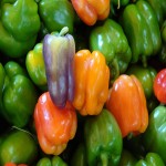 Bell Pepper Per Pound (Capsicum Annuum) Sweet 3 Colors Yellow Orange Green Nutritious
