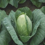 Green Cabbage; Slightly Sweet Calcium Magnesium Potassium Vitamins C K Source