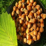Hazelnuts in Bd; Vitamins A C Minerals Fiber Strengthening Immune System