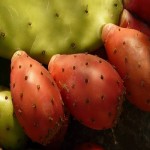 Prickley Pear Per Kg (Cactus) Antioxidants Minerals Source Pain Constipation Treatment