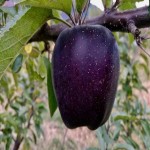 Most Expensive Apple Fruit (Huaniu) Sweet Darken Turn Black Skin